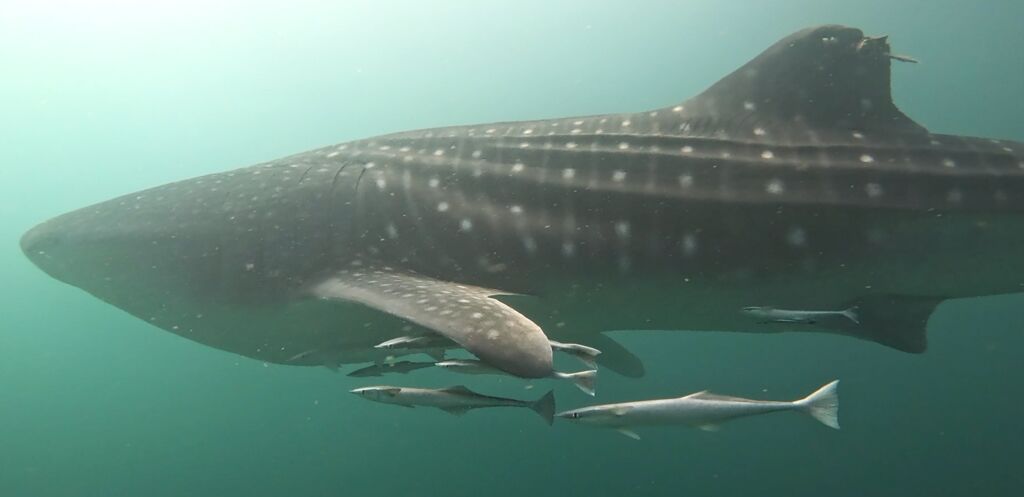 978b5347-4907-4a92-b83e-53733d693b89