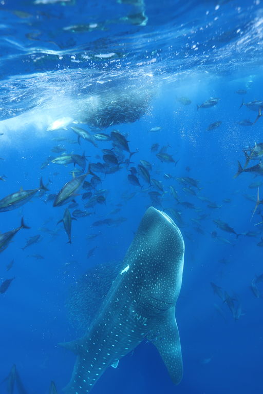 bf582b48-75d9-44cd-8efa-15b3a1f3e8e9