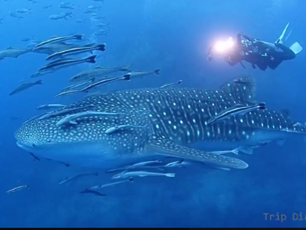 91d2f12a-e31c-4757-b503-a1f65e982207