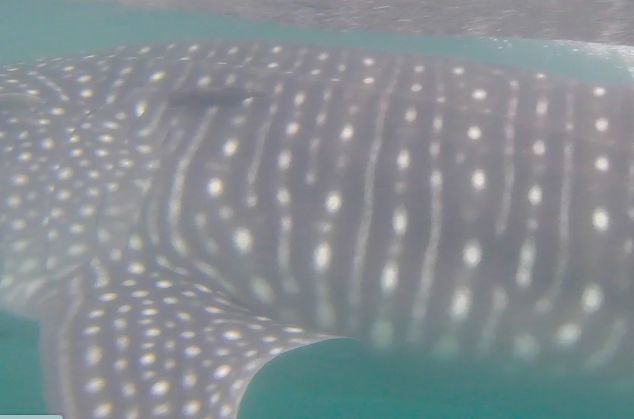 d4d68a55-54fd-4ad2-8a62-f5b4ea67970a