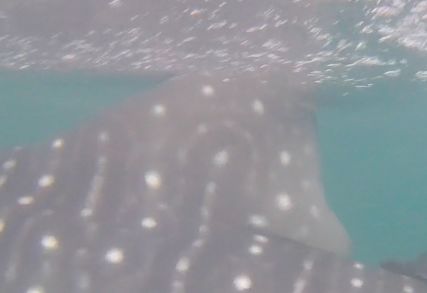 d4d68a55-54fd-4ad2-8a62-f5b4ea67970a