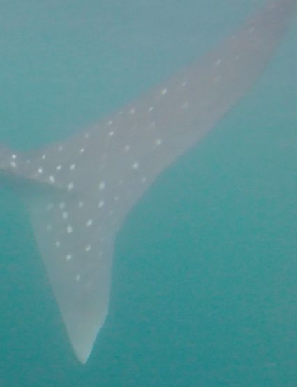 d4d68a55-54fd-4ad2-8a62-f5b4ea67970a