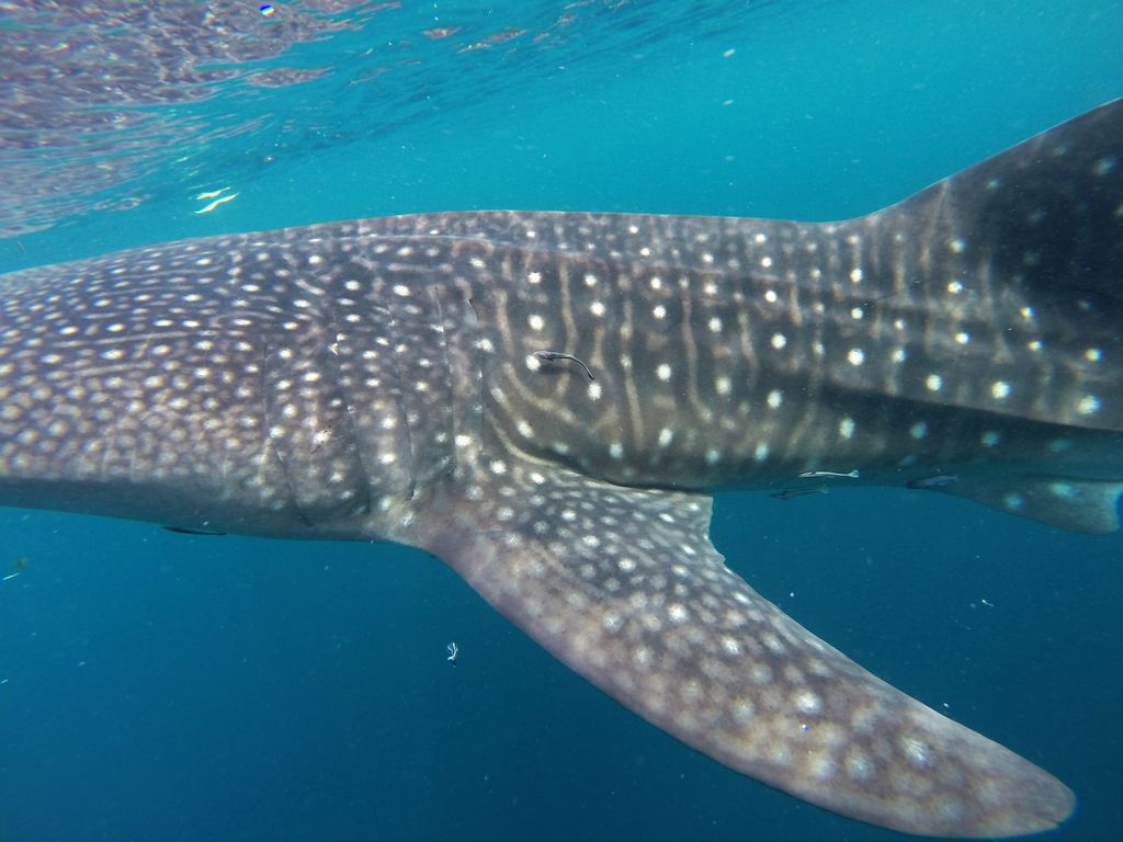 d6d4c1bd-56e5-40a8-a8b5-ca976eae7554