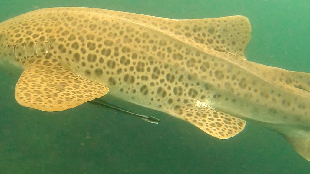 9d645b58-b67d-4f65-9061-3940d8102f90