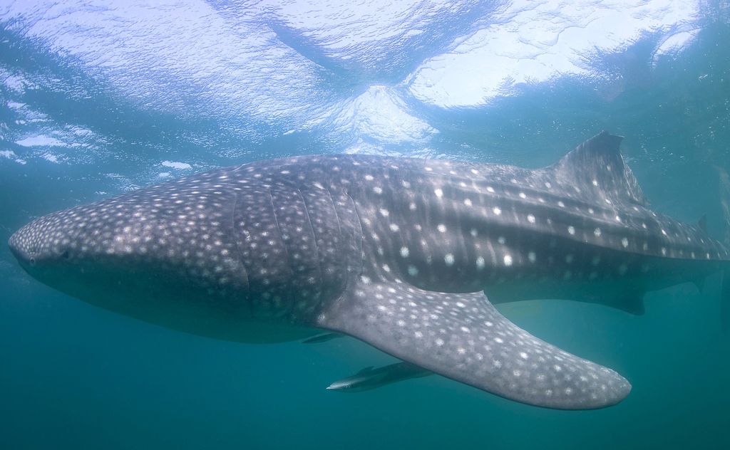 82fe41b9-5178-42c9-ada6-1276fcda2229