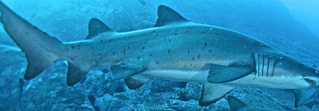 52aeab4c-e1f1-4c7c-9025-f378964778e6