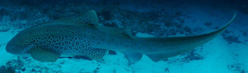 ff8f6f5f-507a-49e9-ab6c-4195df751998