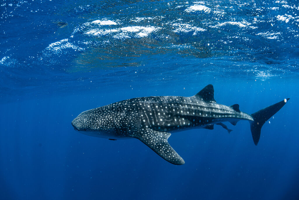 f1202ed9-f933-4de1-8bbe-769493bedf86