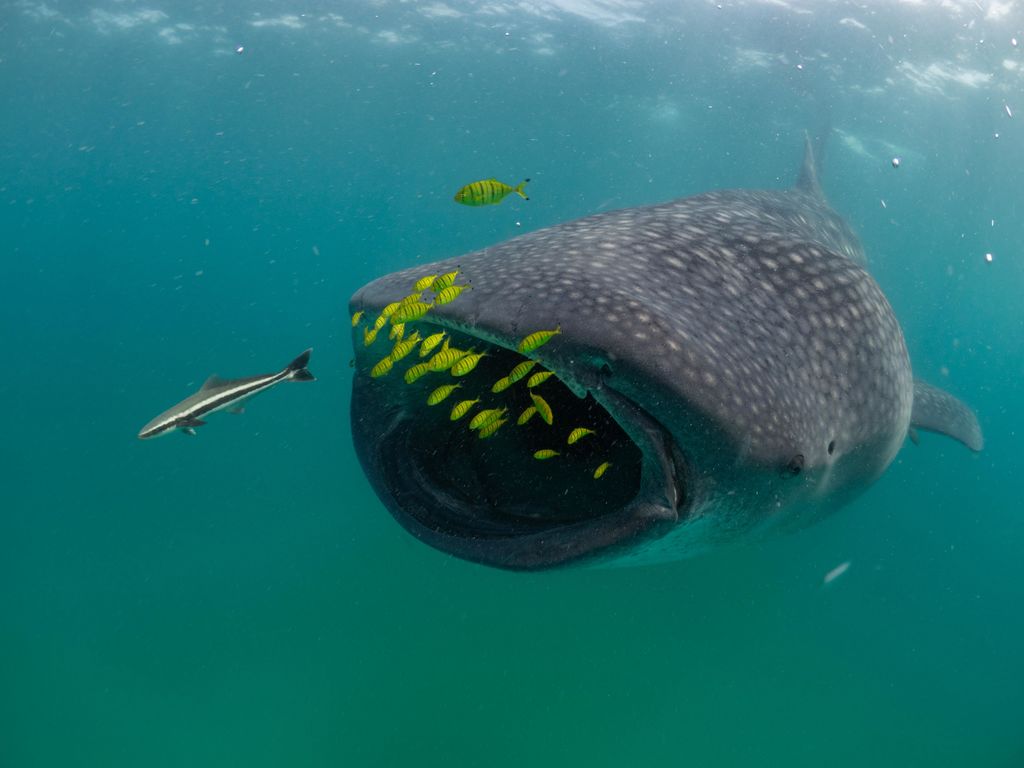 100cb011-537c-4536-b717-9ba3902fc5d6