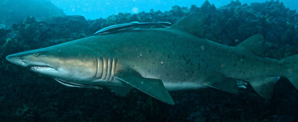 b5c0cbb2-bbbf-43db-b3a3-7d0ade22580a