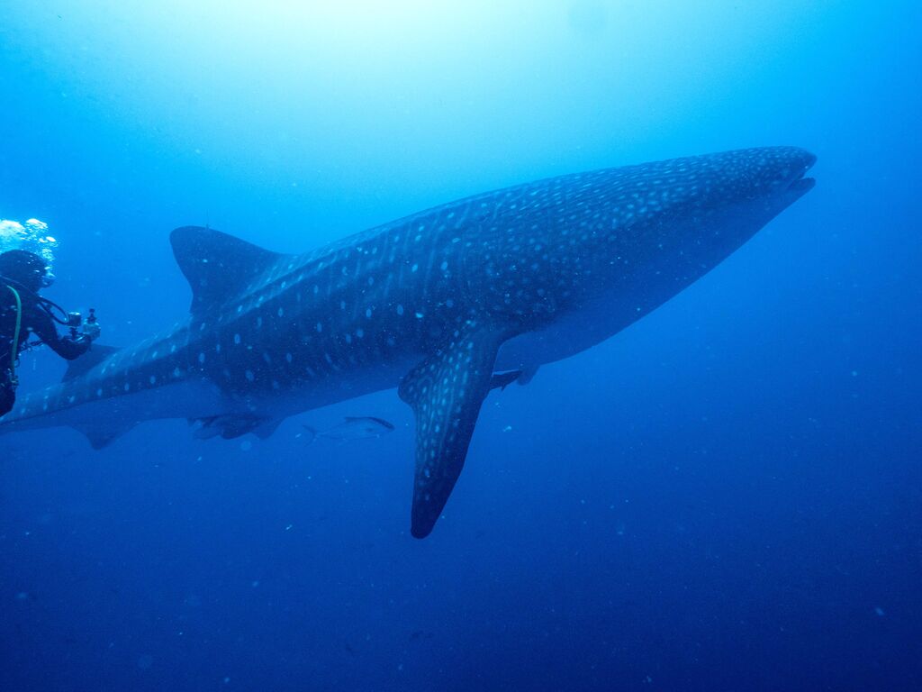 a4f614ae-aece-4747-9576-23612b0ae908