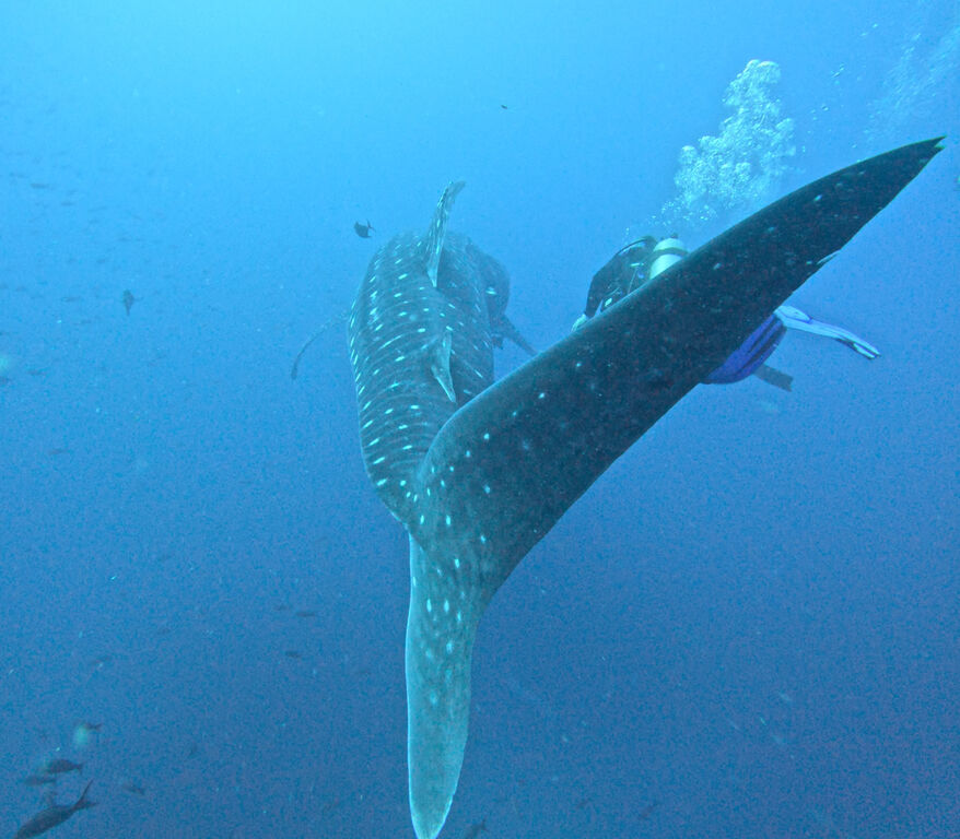 a4f614ae-aece-4747-9576-23612b0ae908