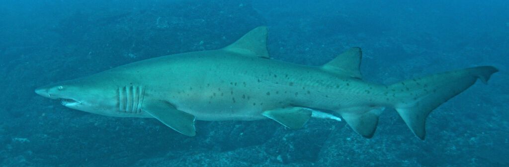 9cc99d48-94b3-4a2b-9dcf-ccda76fc338a