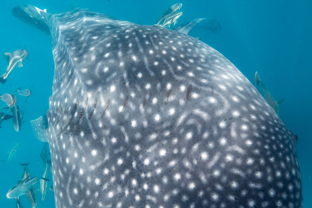 eab0060c-b23f-41d4-a070-093cd6c3f29f