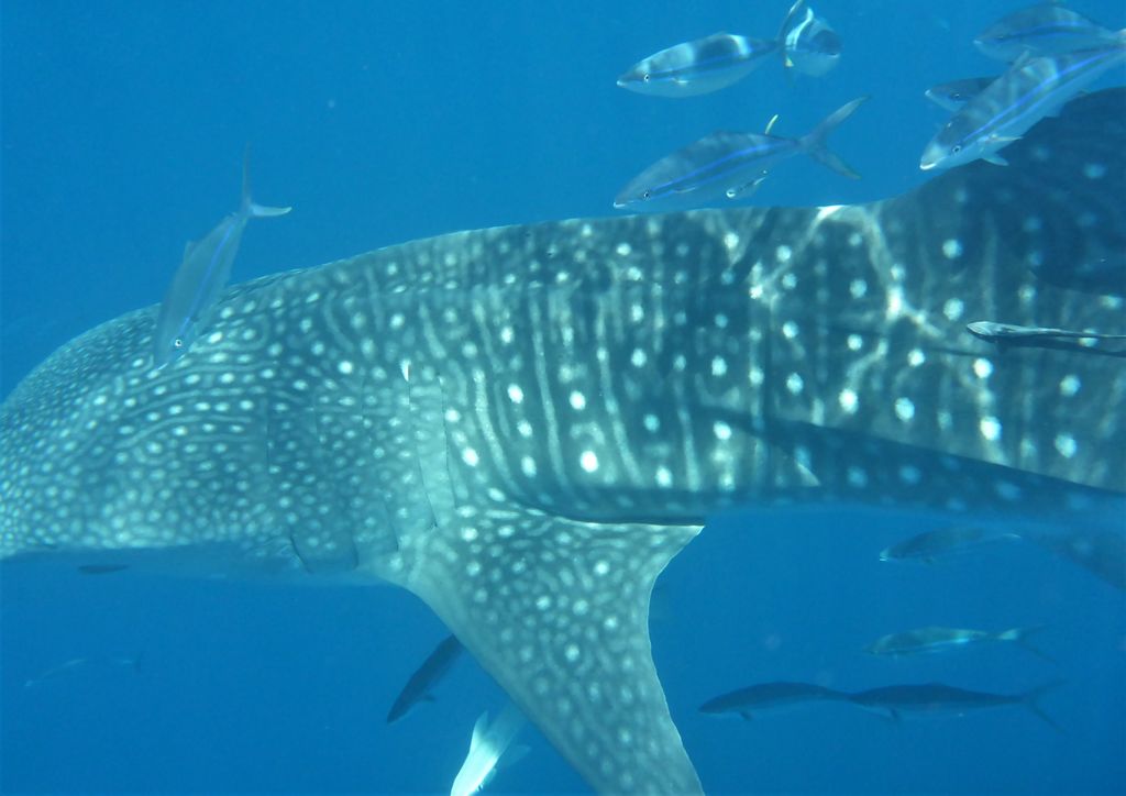 ab944f6b-1c5f-4d50-83f1-75d7a81153b4