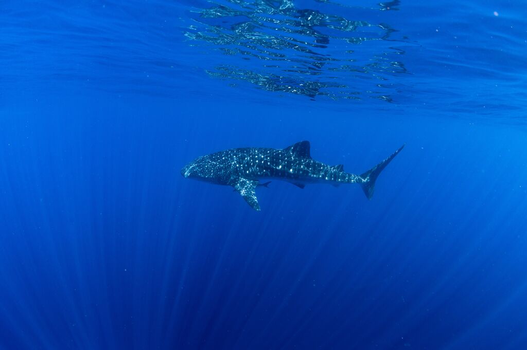 fd03ffcf-d34f-461c-8e20-880f30bdff76