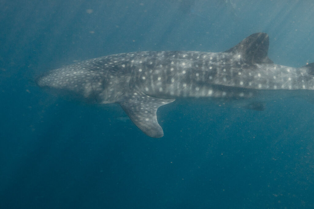 09ac36a2-8731-4e0c-9b8f-4ffd8b5561bd