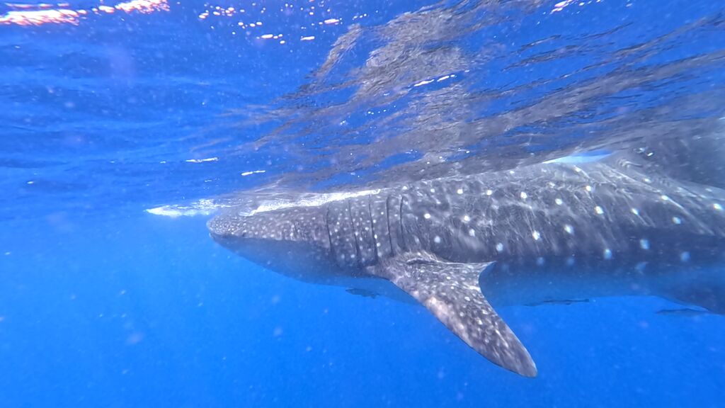 c357aac5-fd66-43bc-82e8-32c04a89a8f1