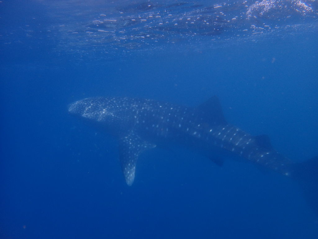 29d54337-ee15-4aeb-87c5-f315e1d35543