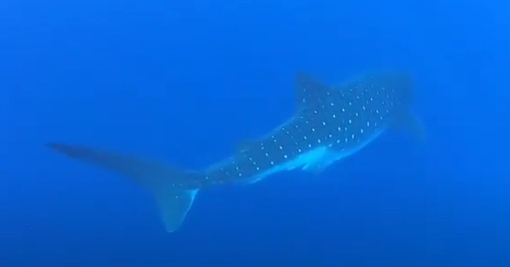 a0e2961a-76ba-4a87-bc8b-6435d3f5cc15