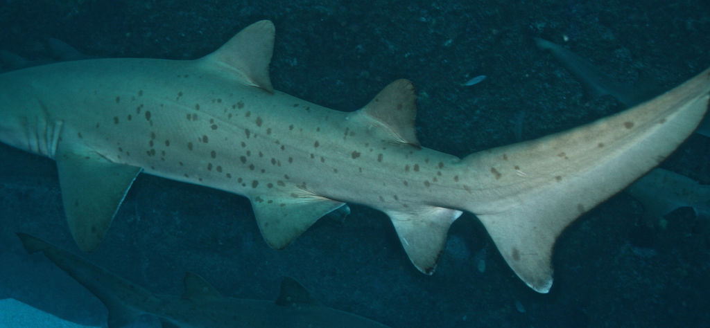 180d7300-b543-4eac-b3e2-a999c7f85026