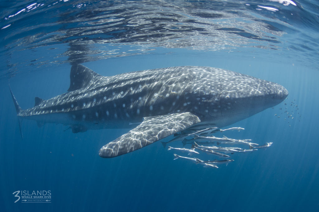 4d8cc785-0366-4cca-a32b-30d6dba392e7