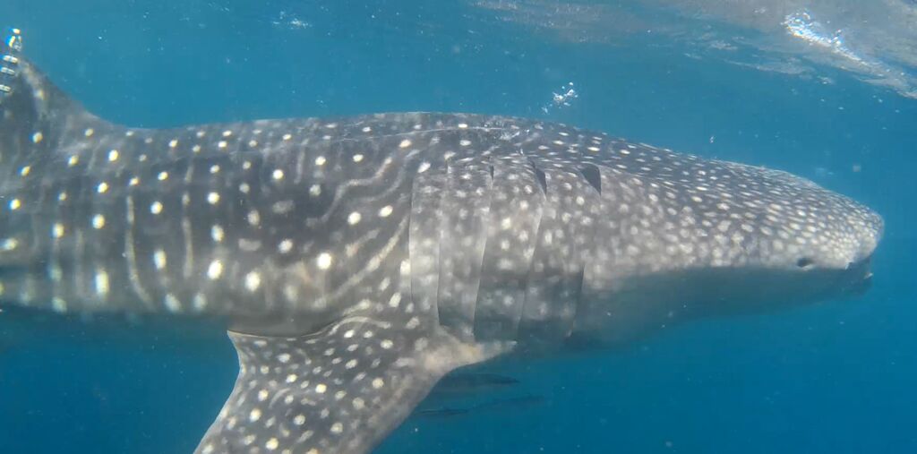 caf1377c-a89b-4b52-ba14-e68cfe72a421