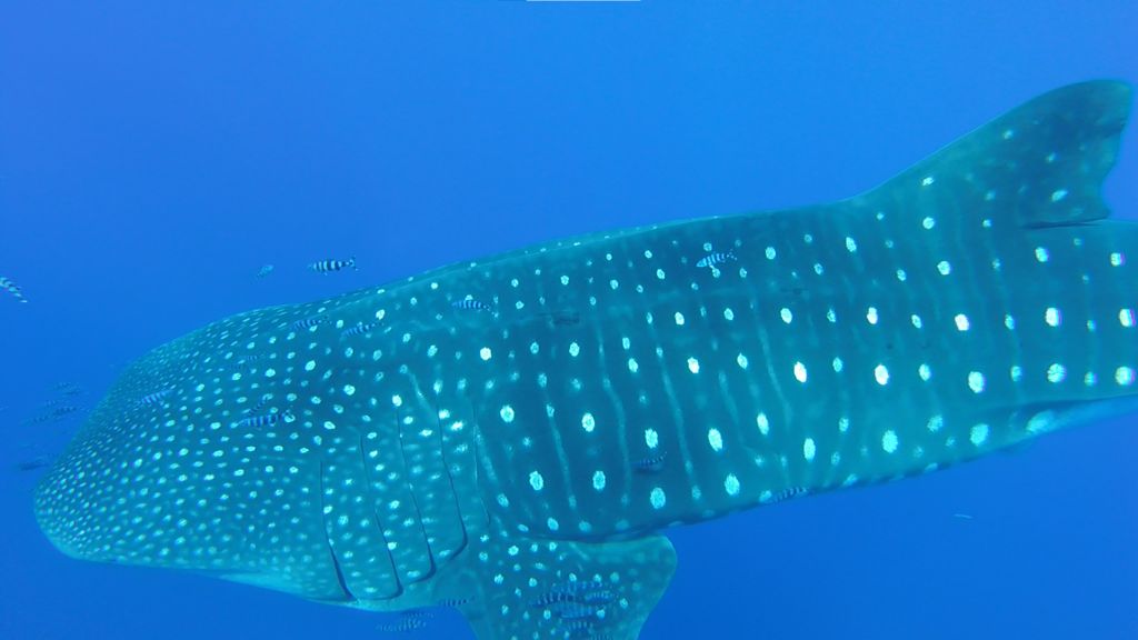 267d0f2b-471a-41e4-9fe1-344006943d9a