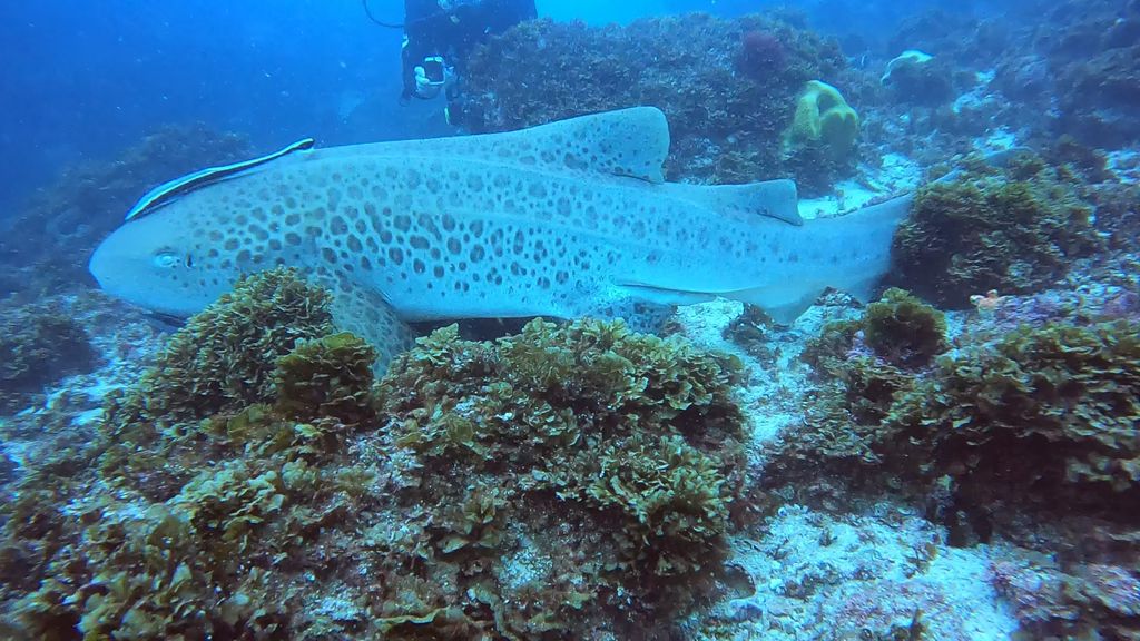 e965cda1-d920-4ea2-8b68-56265d047b6a