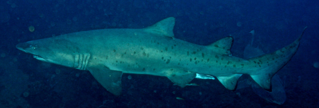 b0a409cd-f803-48f0-83c7-ecb1e3f9c10f