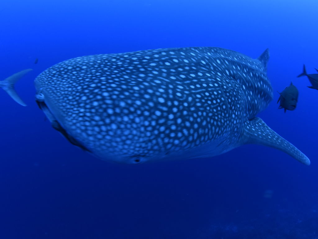 e39757ac-089c-494a-b074-e2ae02a995f3