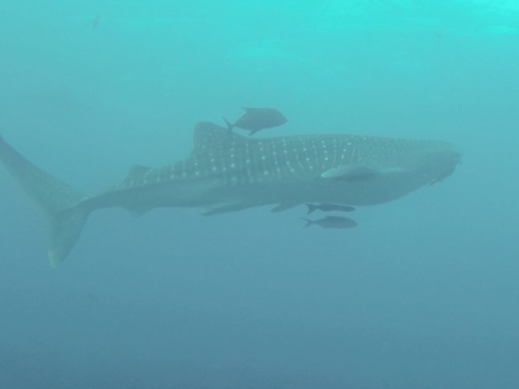 e39757ac-089c-494a-b074-e2ae02a995f3