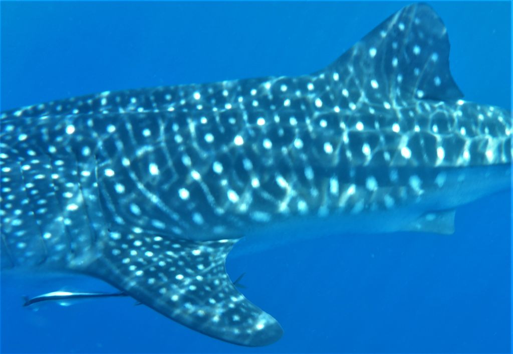 afe97bc0-b058-4968-8c77-f632a8b58ffa