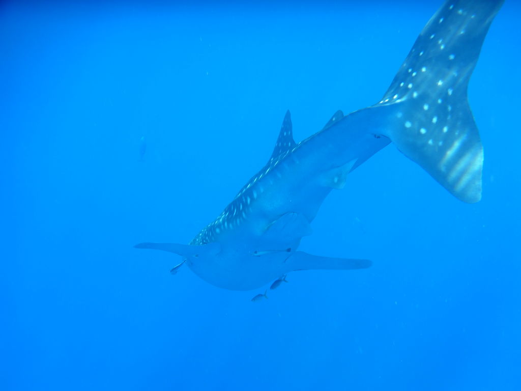 afe97bc0-b058-4968-8c77-f632a8b58ffa