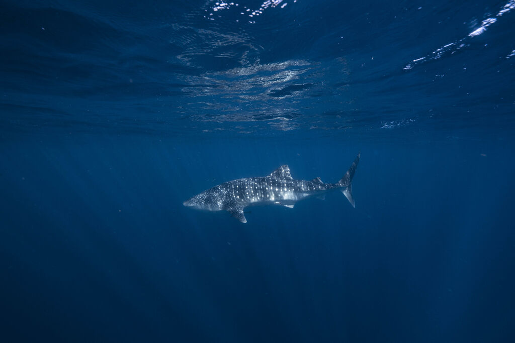 fd03ffcf-d34f-461c-8e20-880f30bdff76