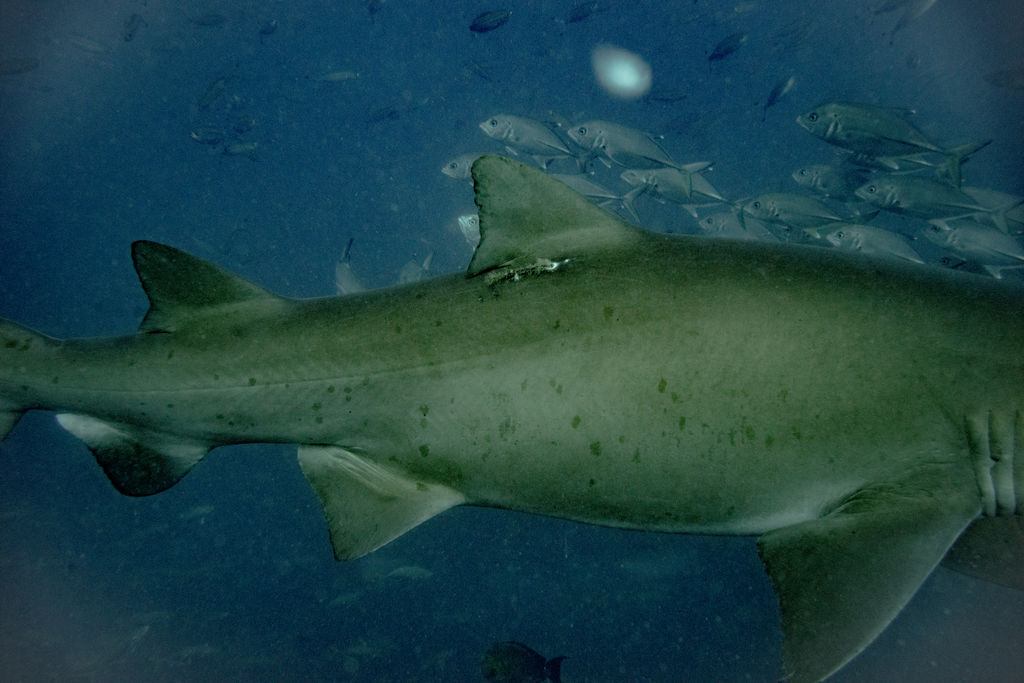 5c528607-0bf9-4f97-890f-a633a76efcfa