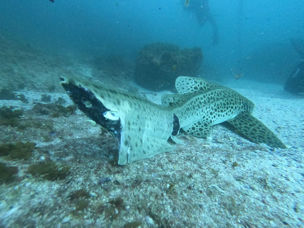 1d109c53-136c-4040-8388-da9b6105b299