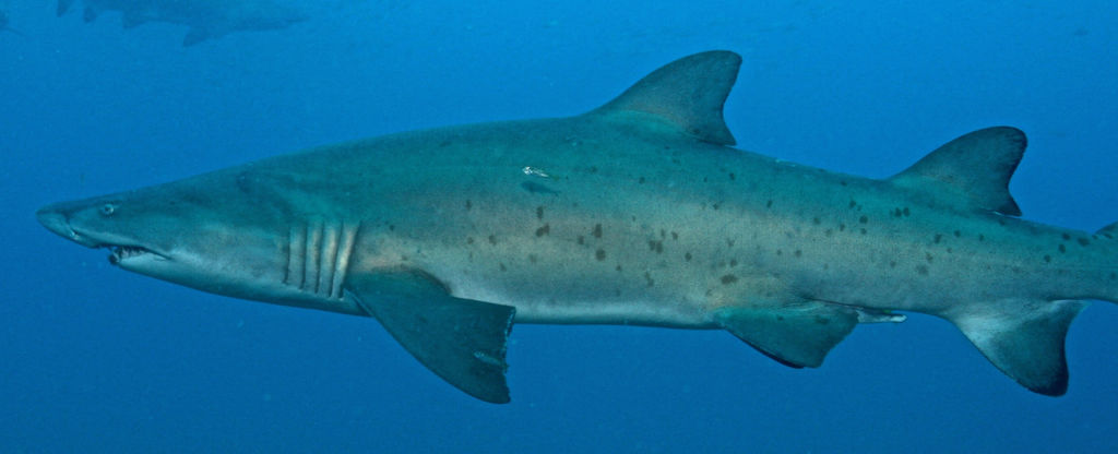 6ca36099-5854-456f-8787-b73ce5b552ab