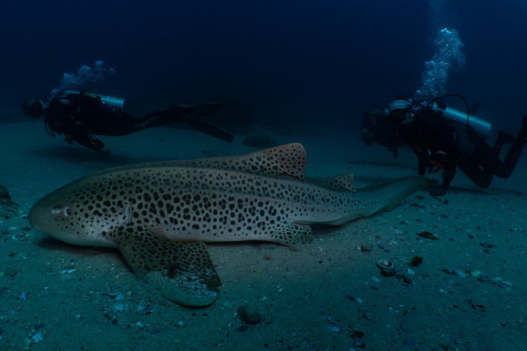 e1149b78-10ec-429a-8046-12462ec225fc