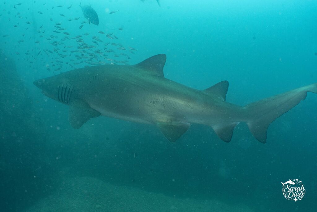 f50df1e7-4a79-40bc-860e-27adeeba150e