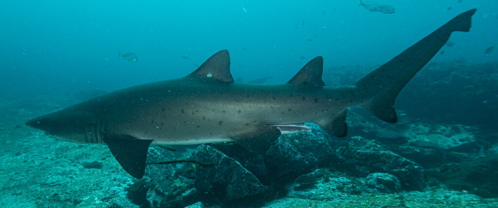 e434f8ba-a842-4113-9a6c-a6917fc618d1