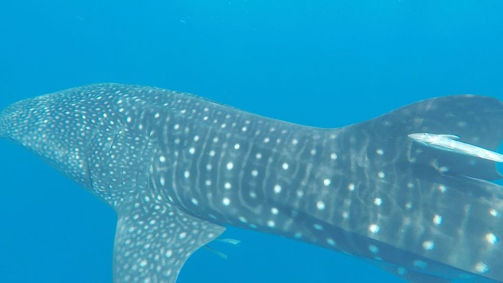 7e1ddaea-1343-4036-893b-27160e1099cf