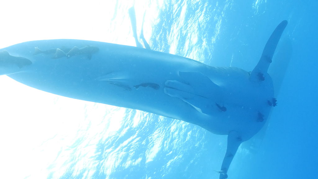 a5064724-769a-4fc2-9521-a278c6d54867