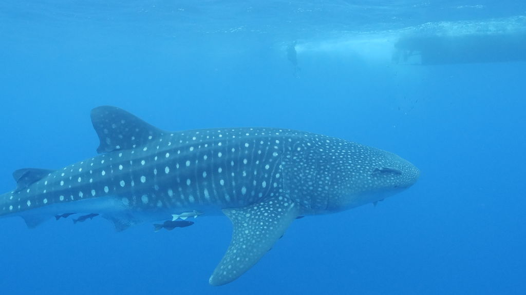 a5064724-769a-4fc2-9521-a278c6d54867