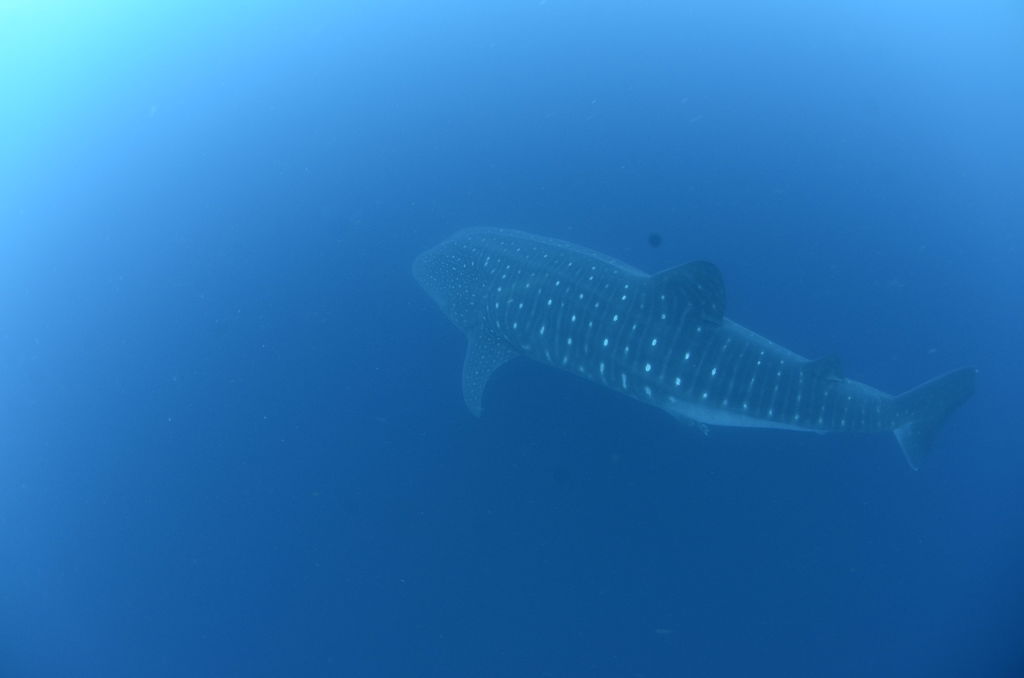 6e9e51e1-8c78-4d07-9522-d73b46e5d9ec