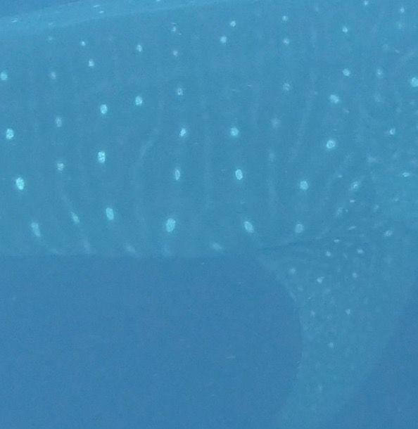 6e9e51e1-8c78-4d07-9522-d73b46e5d9ec