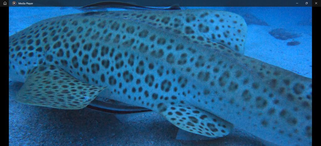 00c40953-f563-451c-8399-b78803129414