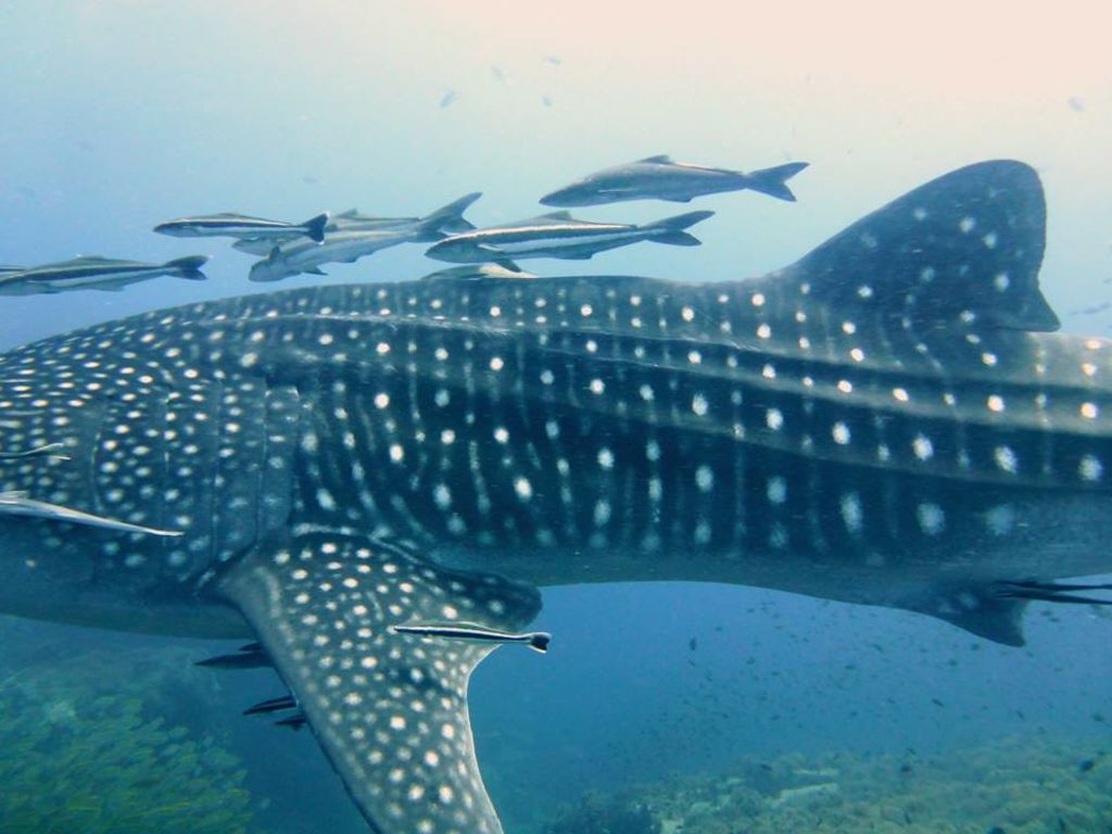 13bd98f1-10fe-4086-b0a4-71340c377cb1