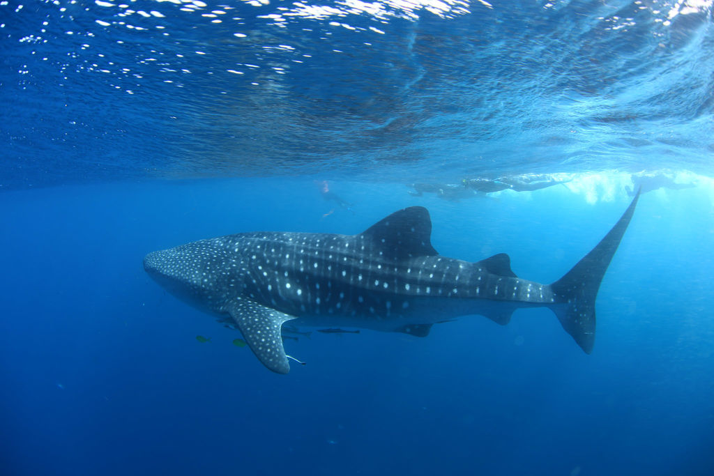 ff14fbb4-c67a-4646-a2cf-b997a993d07a