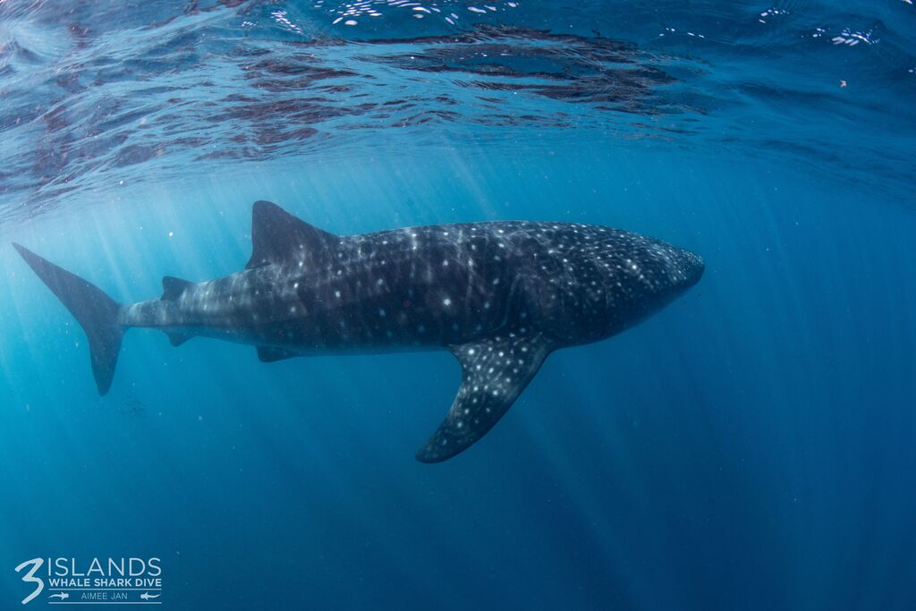 2ab6199c-a6f4-4cc8-8eb3-f9b88d029ece